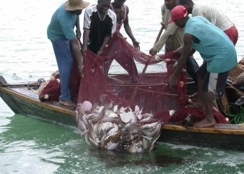 Bumper fish catch showcasing coastal harvest success and Ghana agriculture news