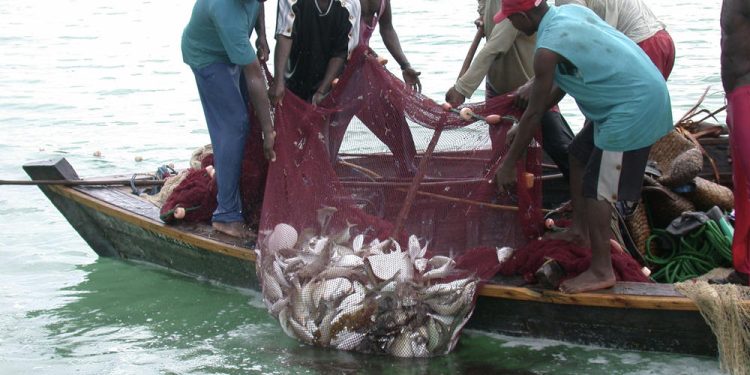 Bumper fish catch showcasing coastal harvest success and Ghana agriculture news