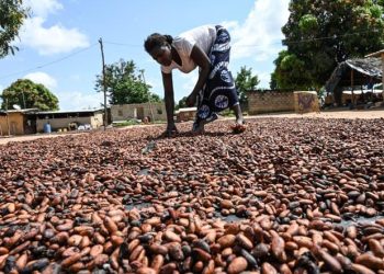Healthy cocoa pods ready for harvest on farm in warm climate
