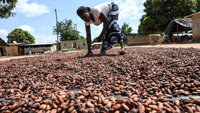 Healthy cocoa pods ready for harvest on farm in warm climate