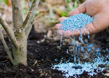 Fertiliser granules applied to soil in Ghana, highlighting agriculture input usage