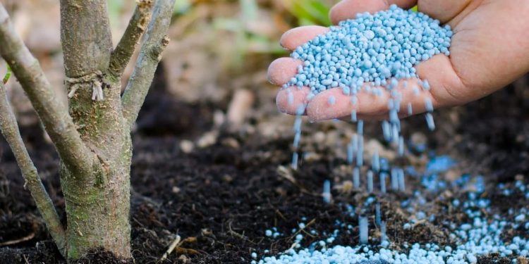 Fertiliser granules applied to soil in Ghana, highlighting agriculture input usage