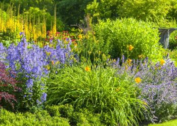garden 1