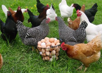 poultry