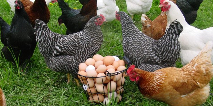 poultry