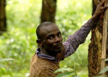 Rubber tree plantation with latex‑bearing trees in tropical agricultural landscape