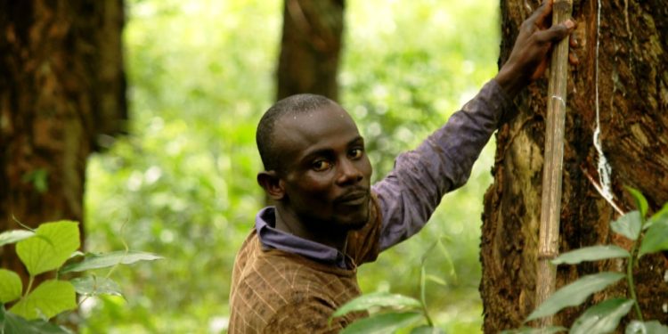 Rubber tree plantation with latex‑bearing trees in tropical agricultural landscape