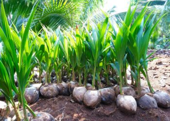 Coconut seedlings in nursery ready for planting