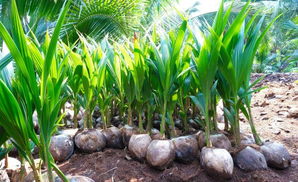 Coconut seedlings in nursery ready for planting