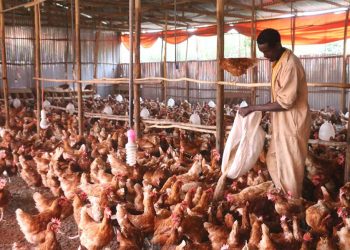 Group of enthusiastic young Ghanaian farmers in farming attire