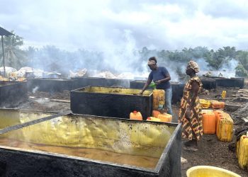 Palm oil fruit bunches on tree ready for tropical crop harvest