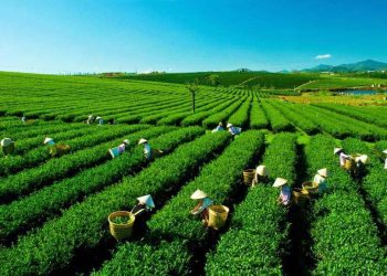 Visual element highlighting private sector partnerships in agriculture and agribusiness