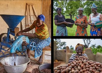 Shea products or raw shea nuts used in food and cosmetic industries