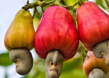 Agricultural workers collecting cashew nuts under trees