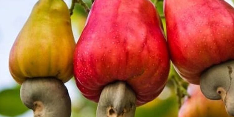 Agricultural workers collecting cashew nuts under trees