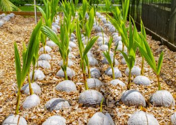 Healthy coconut seedlings sprouting with slender leaves for agricultural cultivation