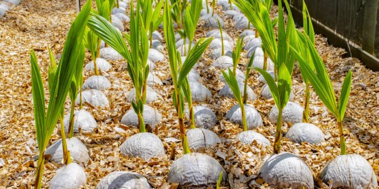 Healthy coconut seedlings sprouting with slender leaves for agricultural cultivation
