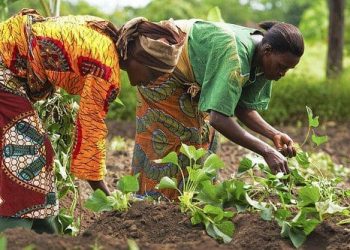 women farmers 2