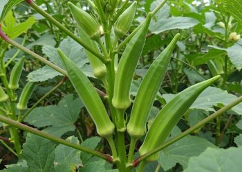 Okra
