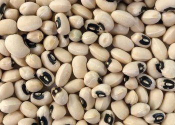 cowpea