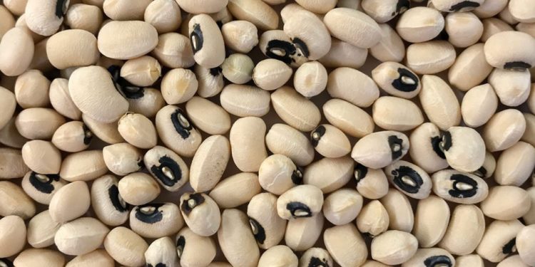 cowpea