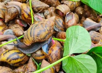 snail