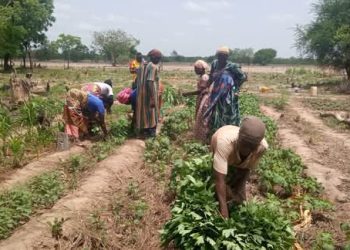 Feed Ghana Programme