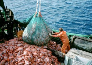 Overfishing