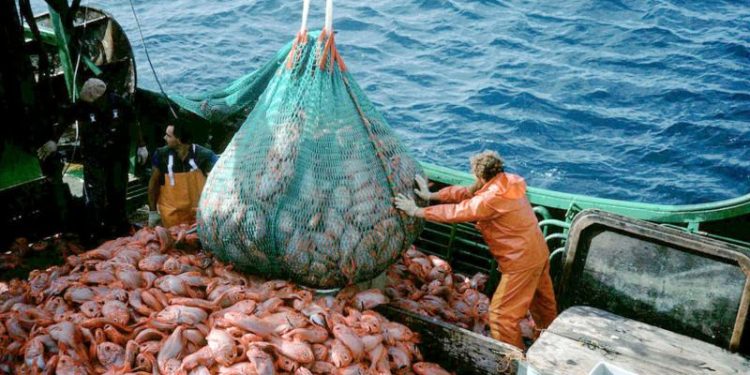 Overfishing
