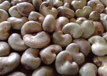 cashew