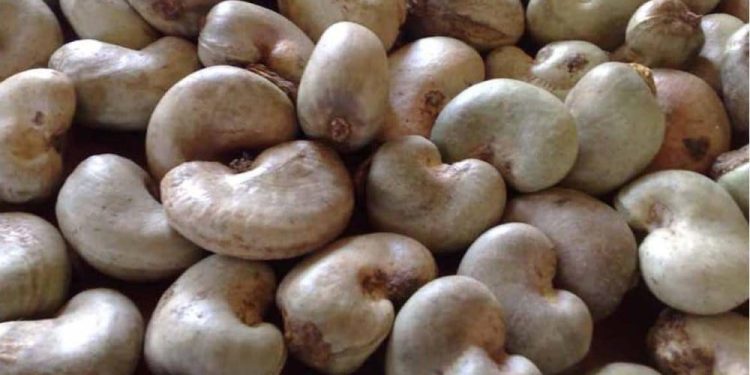cashew