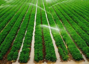 irrigation
