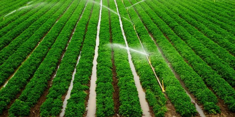 irrigation
