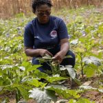 Science Adaklu Waya Okra 560x840
