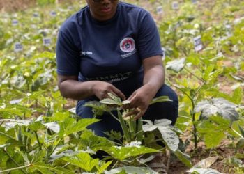 Science Adaklu Waya Okra 560x840