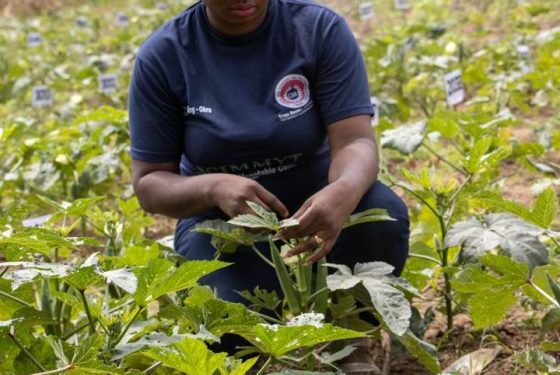 Science Adaklu Waya Okra 560x840