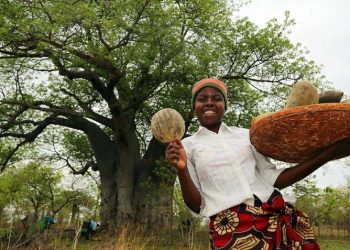 baobab