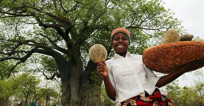 baobab