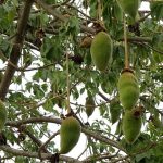 baobab