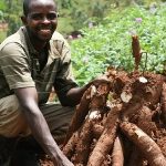 cassava