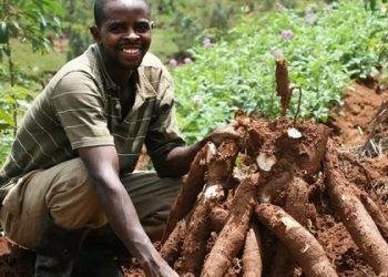 cassava