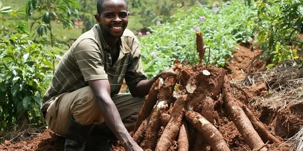 cassava