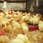 chicks