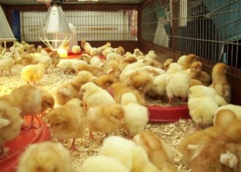 chicks