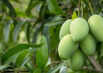 mango