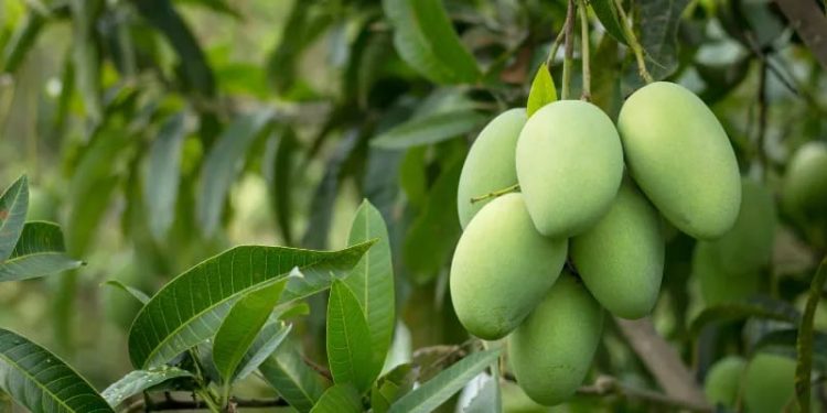 mango