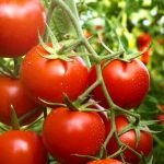 tomato