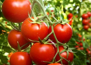 tomato