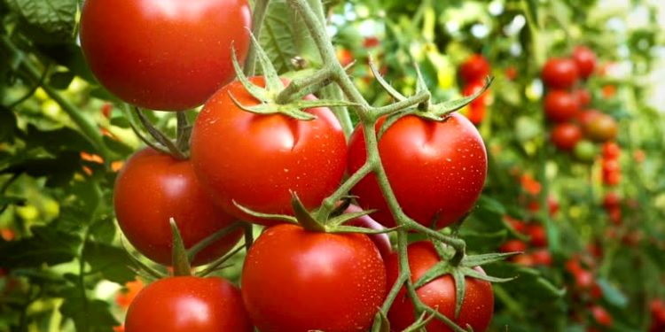 tomato