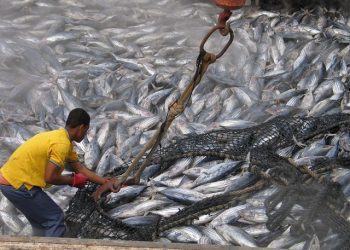 tuna